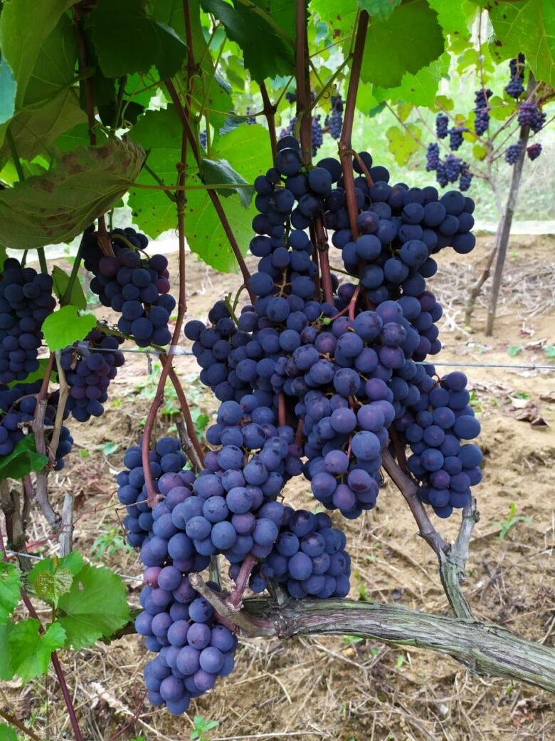 Colheita de uvas eleva expectativas de famílias produtoras de Alfredo Chaves