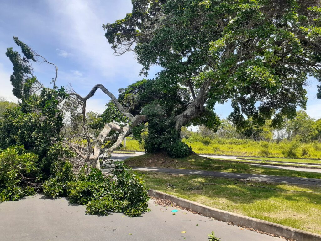 Parte de árvore centenária cai sobre carro em Guarapari