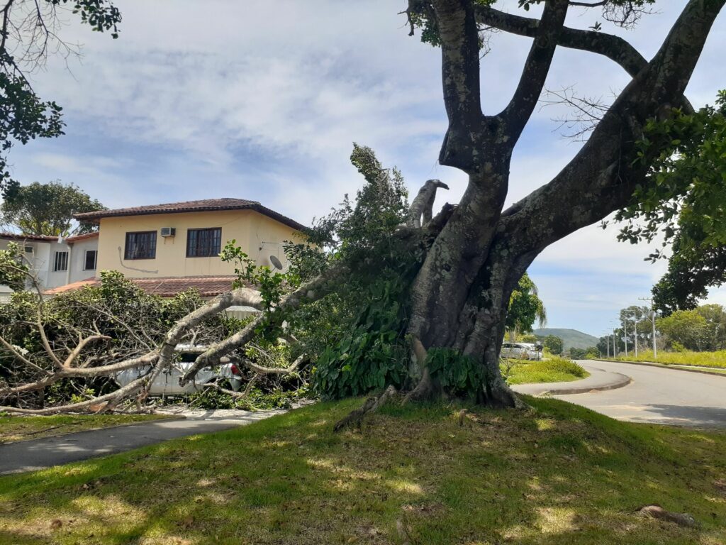 Parte de árvore centenária cai sobre carro em Guarapari