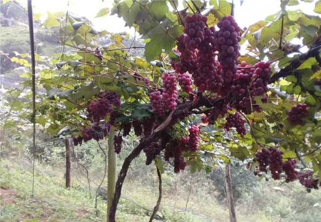 Produtores de Alfredo Chaves colhem uvas até fevereiro de 2022