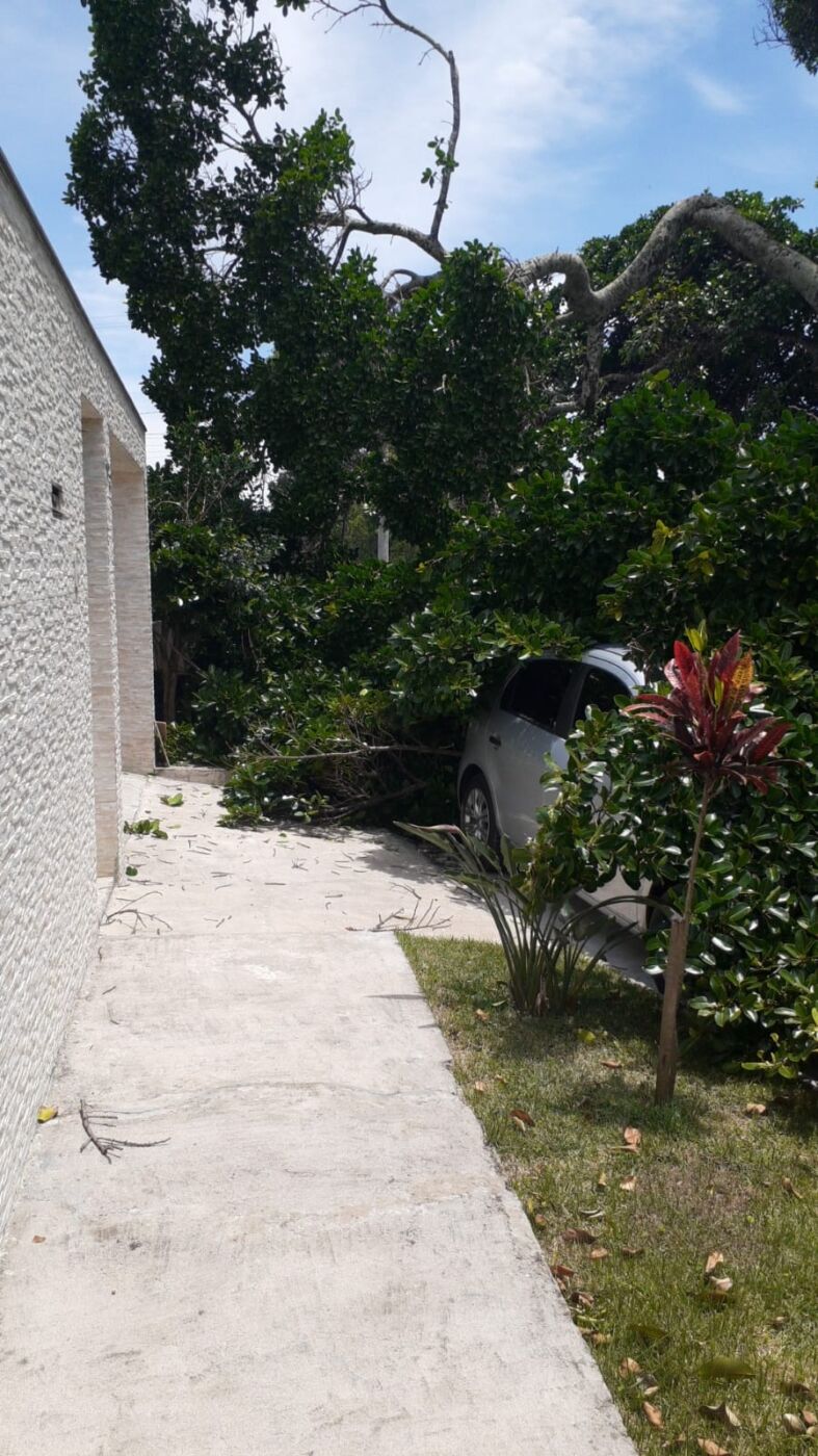 Parte de árvore centenária cai sobre carro em Guarapari