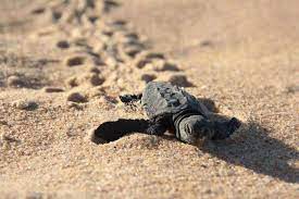 Nesta tarde (17) tem abertura de ninhos de tartarugas na praia da Guanabara, em Anchieta