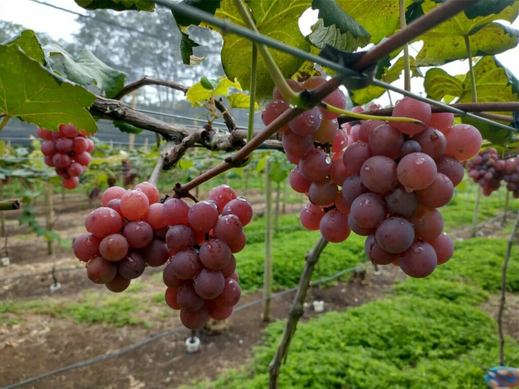 WhatsApp Image 2022 01 17 at 11.39.30 AM