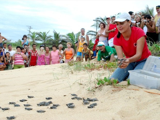 Abertura de ninho de tartarugas marinhas em Anchieta acontece na tarde de hoje (21)