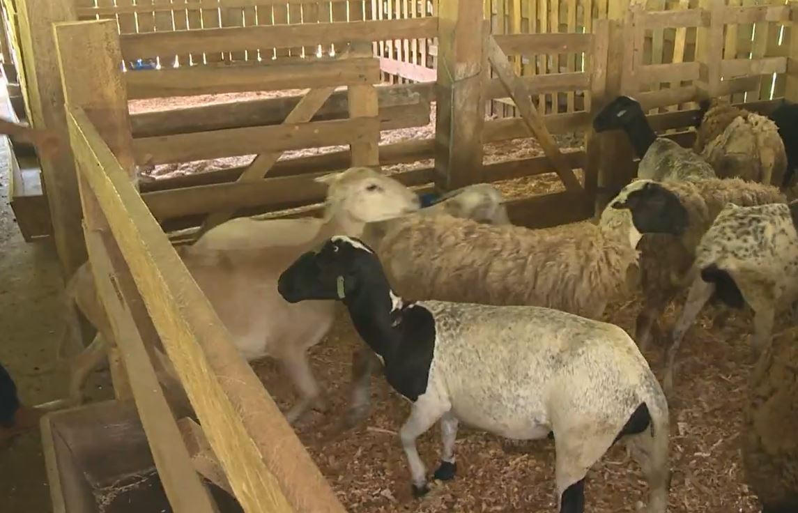 Dia de Campo em Guarapari debate produção de ovinos no Espírito Santo