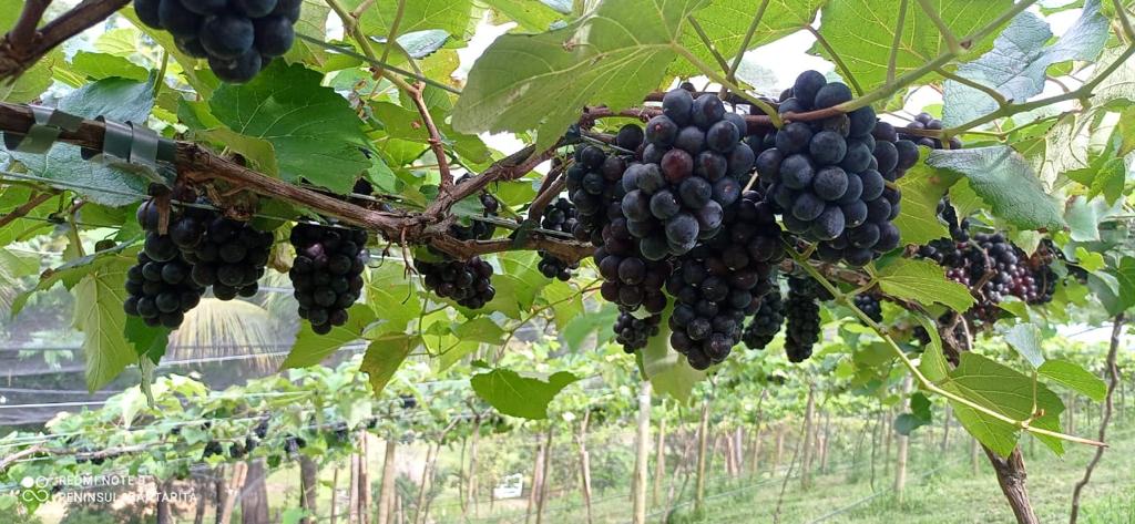 Produtores celebram colheita e resultados da primeira safra de Uvas em Guarapari