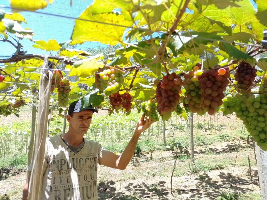 Produtores celebram colheita e resultados da primeira safra de Uvas em Guarapari