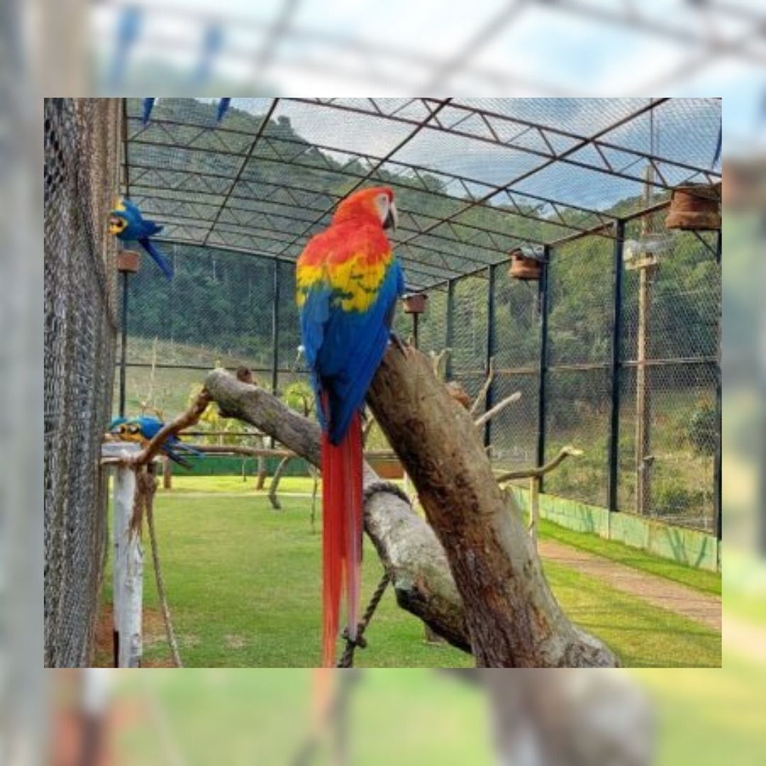 Sítio vira o paraíso das aves em Domingos Martins e é a opção para o Carnaval