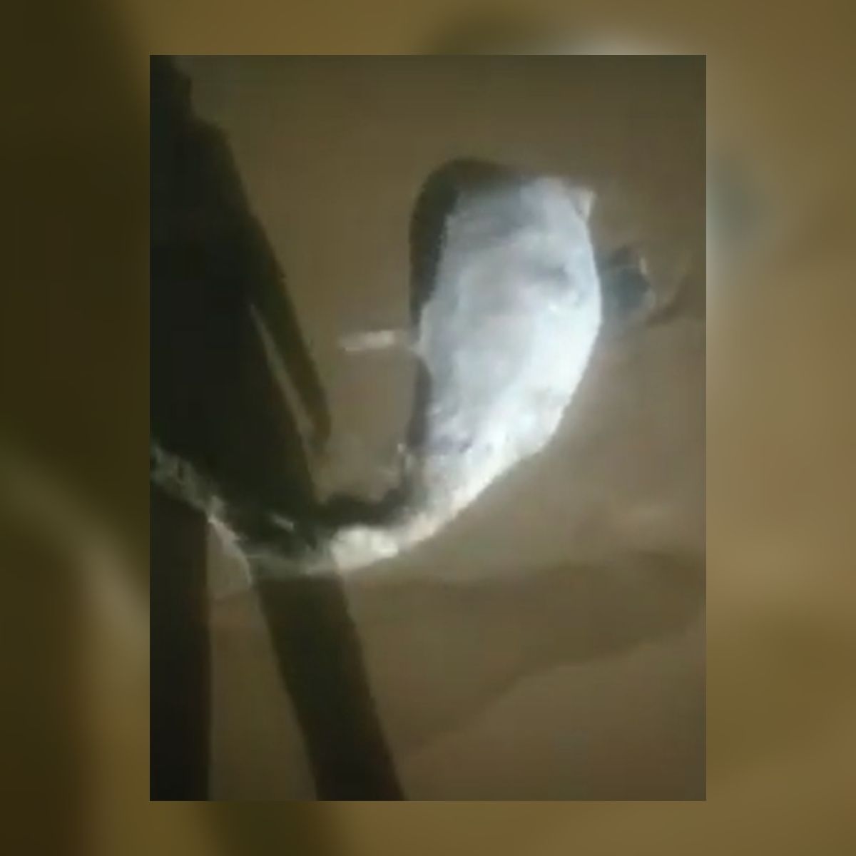 Vídeo: boto é encontrado morto na Praia de Peracanga em Guarapari