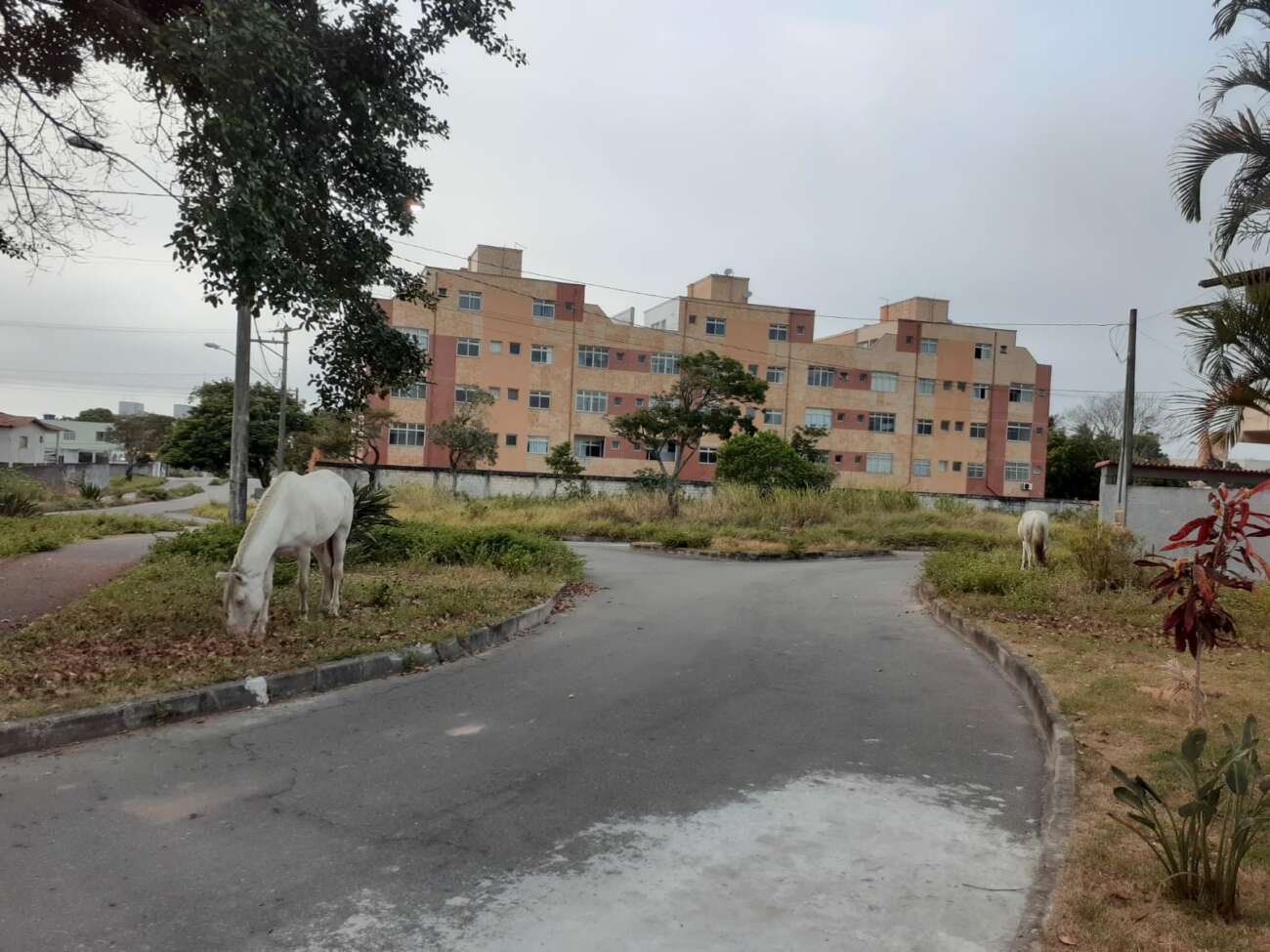 Cavalos soltos em ruas e avenidas preocupam moradores em Guarapari