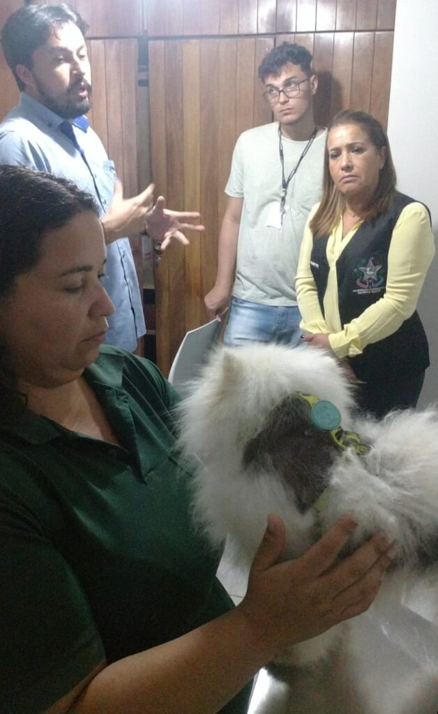 Mulher suspeita de agredir cachorro em Guarapari pagou valor e recuperou animal