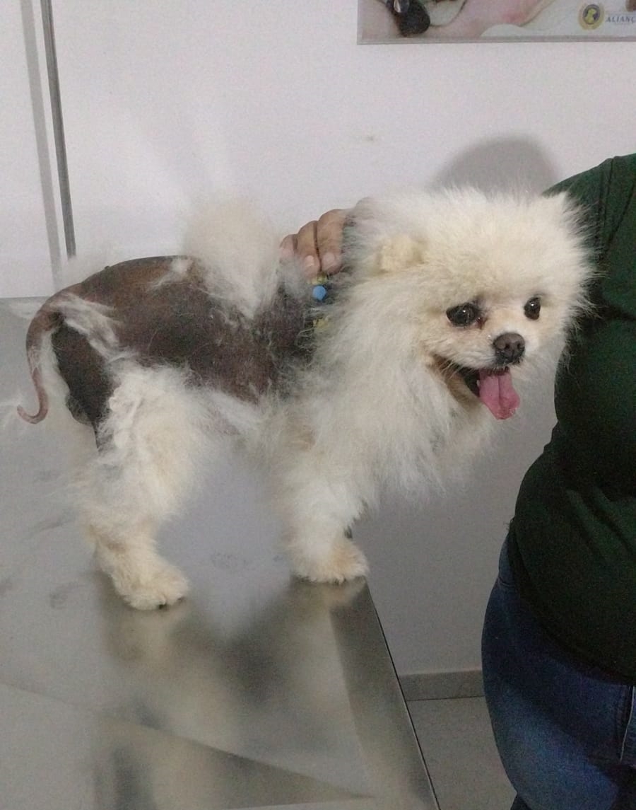 CPI leva para clínica animais de mulher suspeita de espancar cachorro em Guarapari