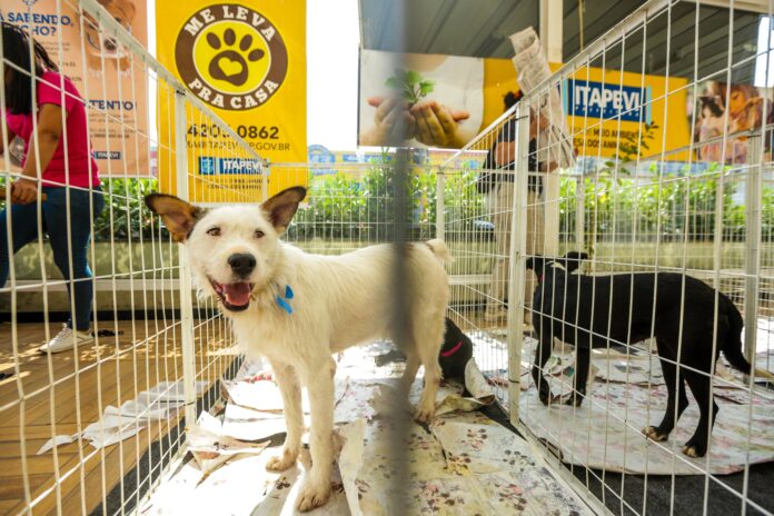Guarapari realiza Feira de Adoção de Cães e Gatos neste sábado (09)