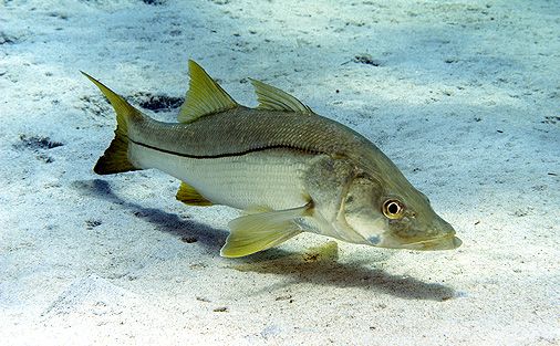 Período de defeso do robalo no Espírito Santo inicia hoje (01)