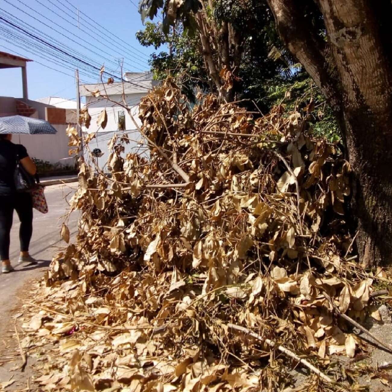 Galhos em rua de Guarapari colocam pedestres em risco