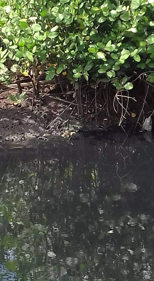 Mutirão realizará limpeza de manguezal em Guarapari