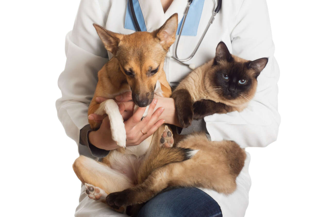 Centro de Zoonoses de Guarapari oferece atendimento veterinário gratuito; saiba como agendar