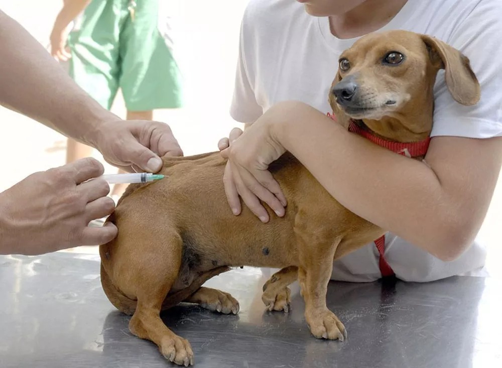 Guarapari realiza hoje (11) vacinação porta-a-porta de animais contra raiva