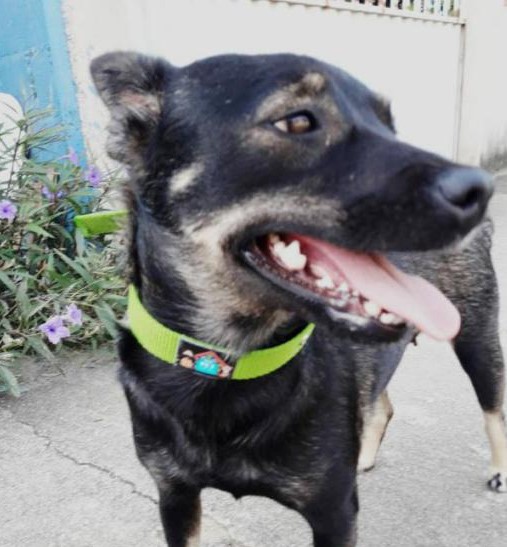 PetDog: projeto em Anchieta utiliza venda de tampinhas para custear castração de animais de rua