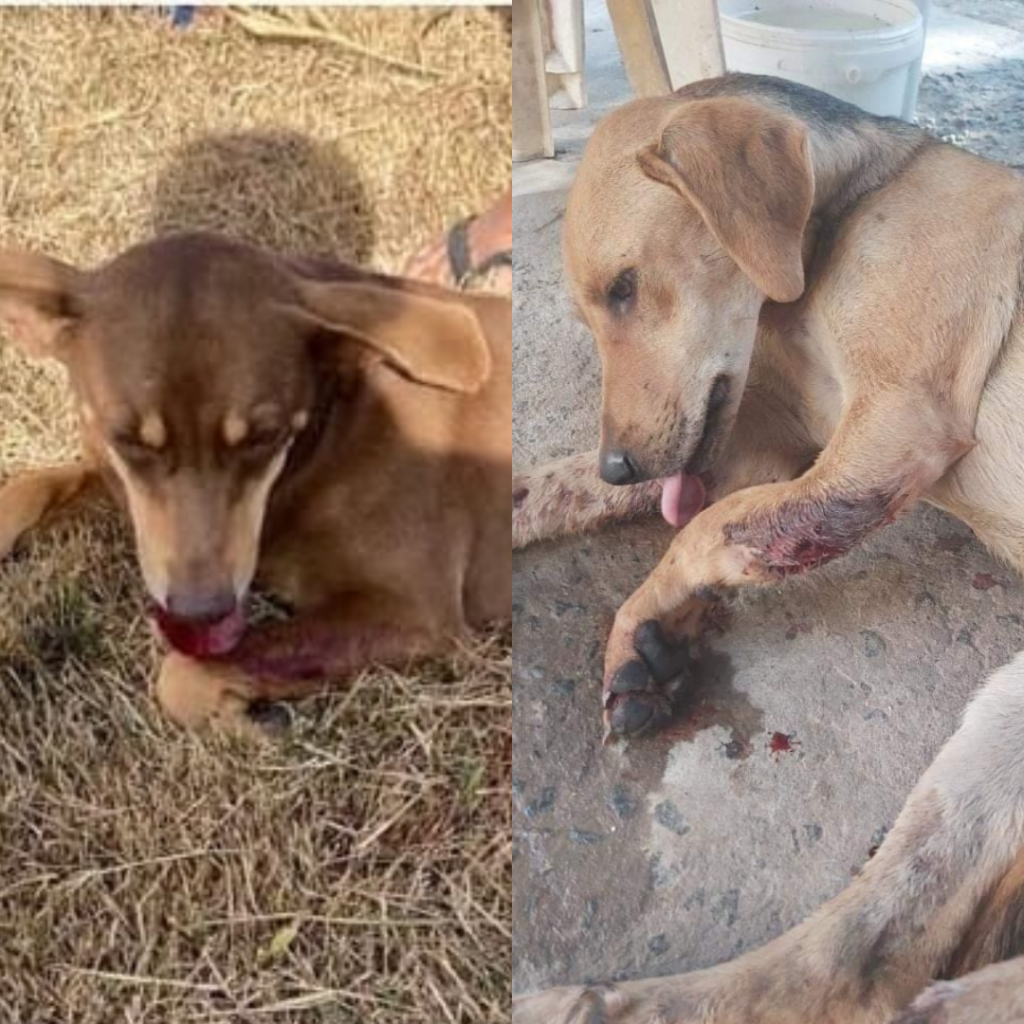 Guarapari: Projeto Ajuda Pet cria campanha para realizar cirurgias em cadelas atropeladas