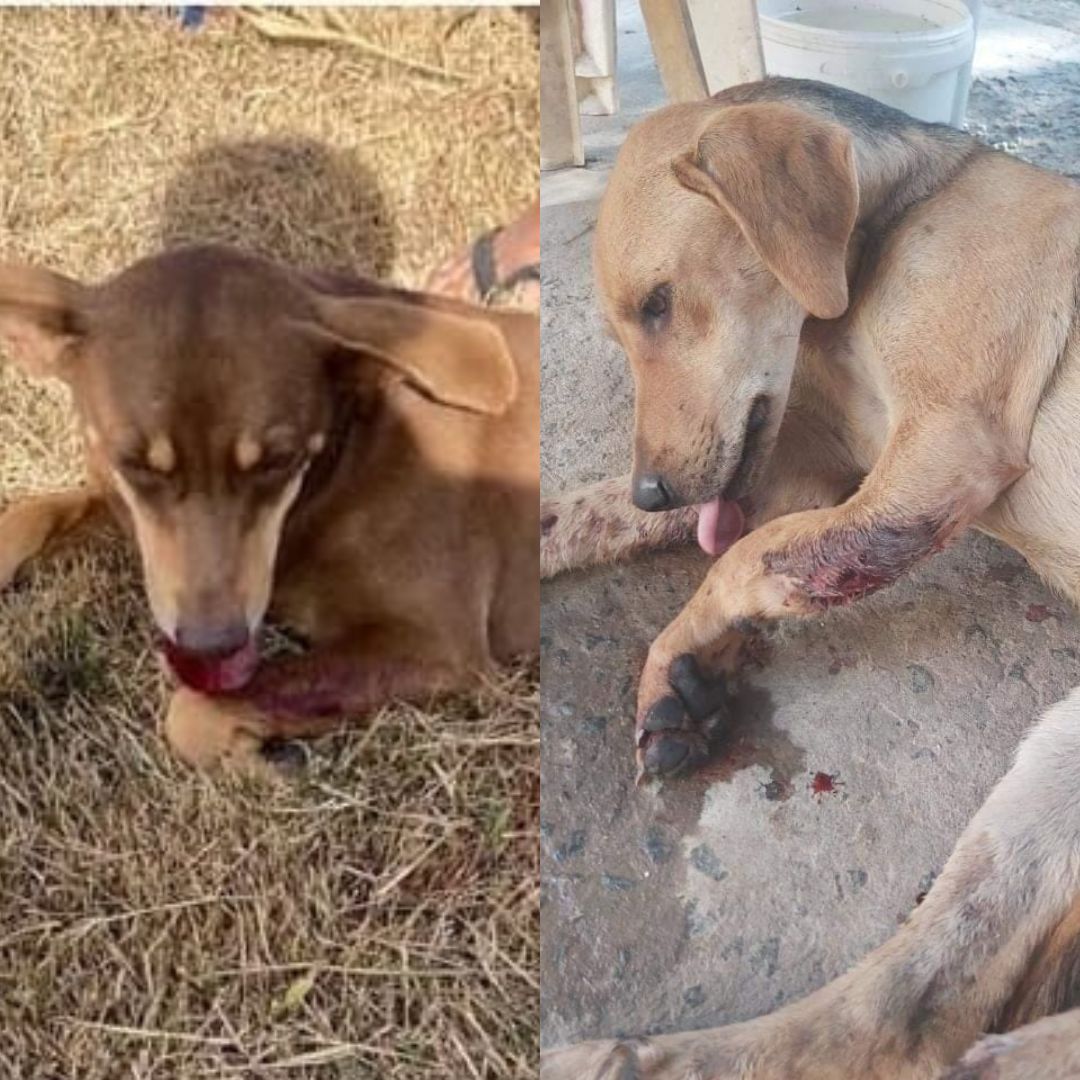 Guarapari: Projeto Ajuda Pet cria campanha para realizar cirurgias em cadelas atropeladas
