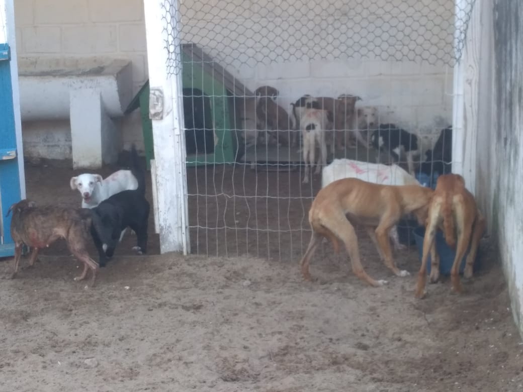 Guarapari: após denúncia, CCZ garante que local conta com veterinário e está atendendo normalmente