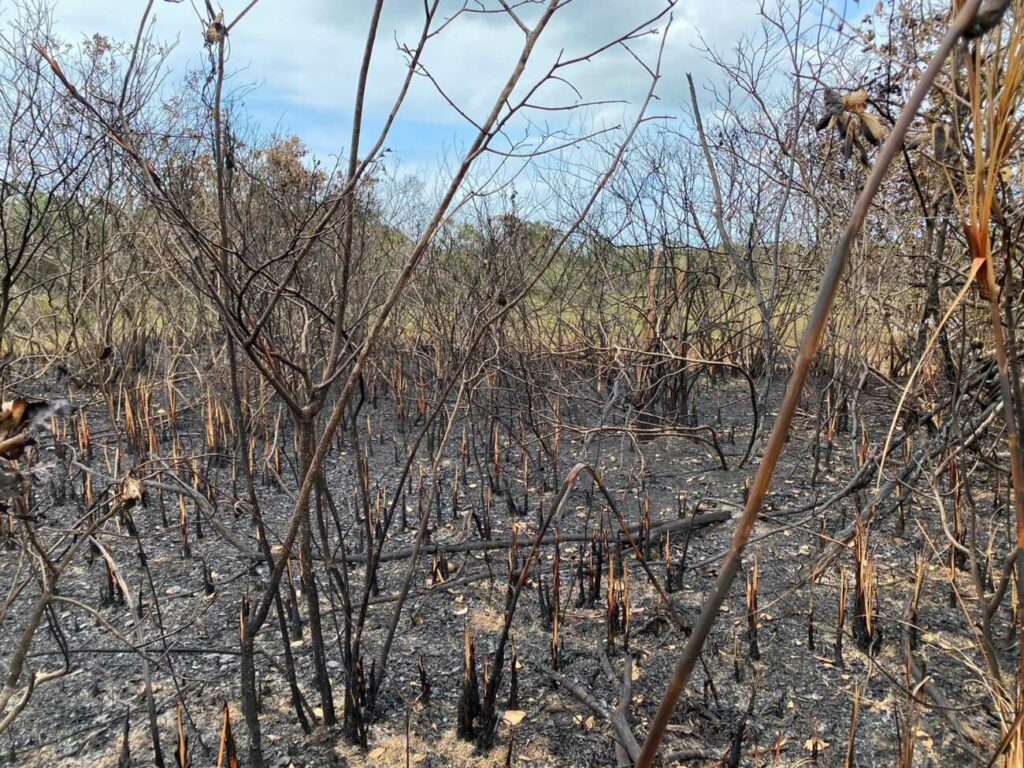 Imagens mostram devastação causada por incêndio no Parque Paulo César Vinha, em Guarapari