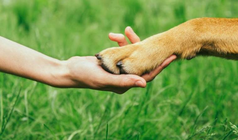 Artigo: “Pais de Pet” – A tutela dos animais de estimação