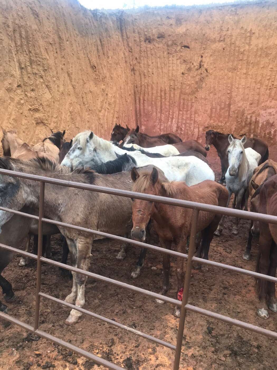 Operação ‘Dia de Caça’ descobre abate clandestino de cavalos em Alfredo Chaves