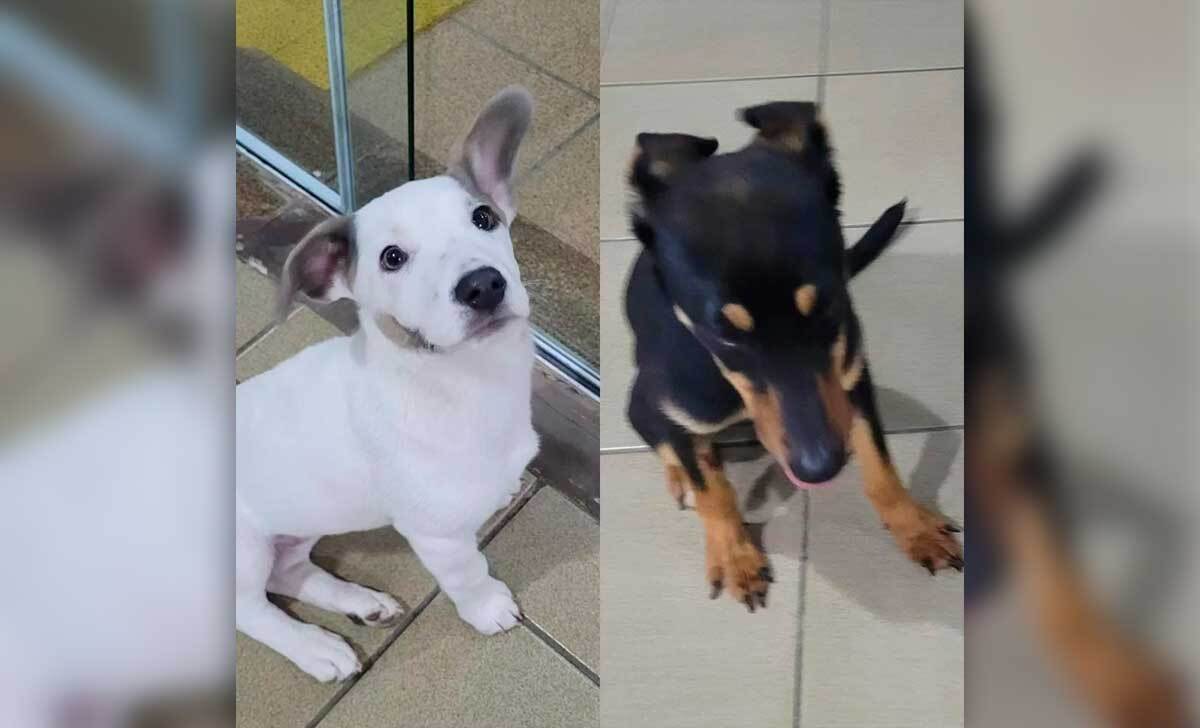 Polícia e Bombeiros resgatam cães e pássaro em Guarapari