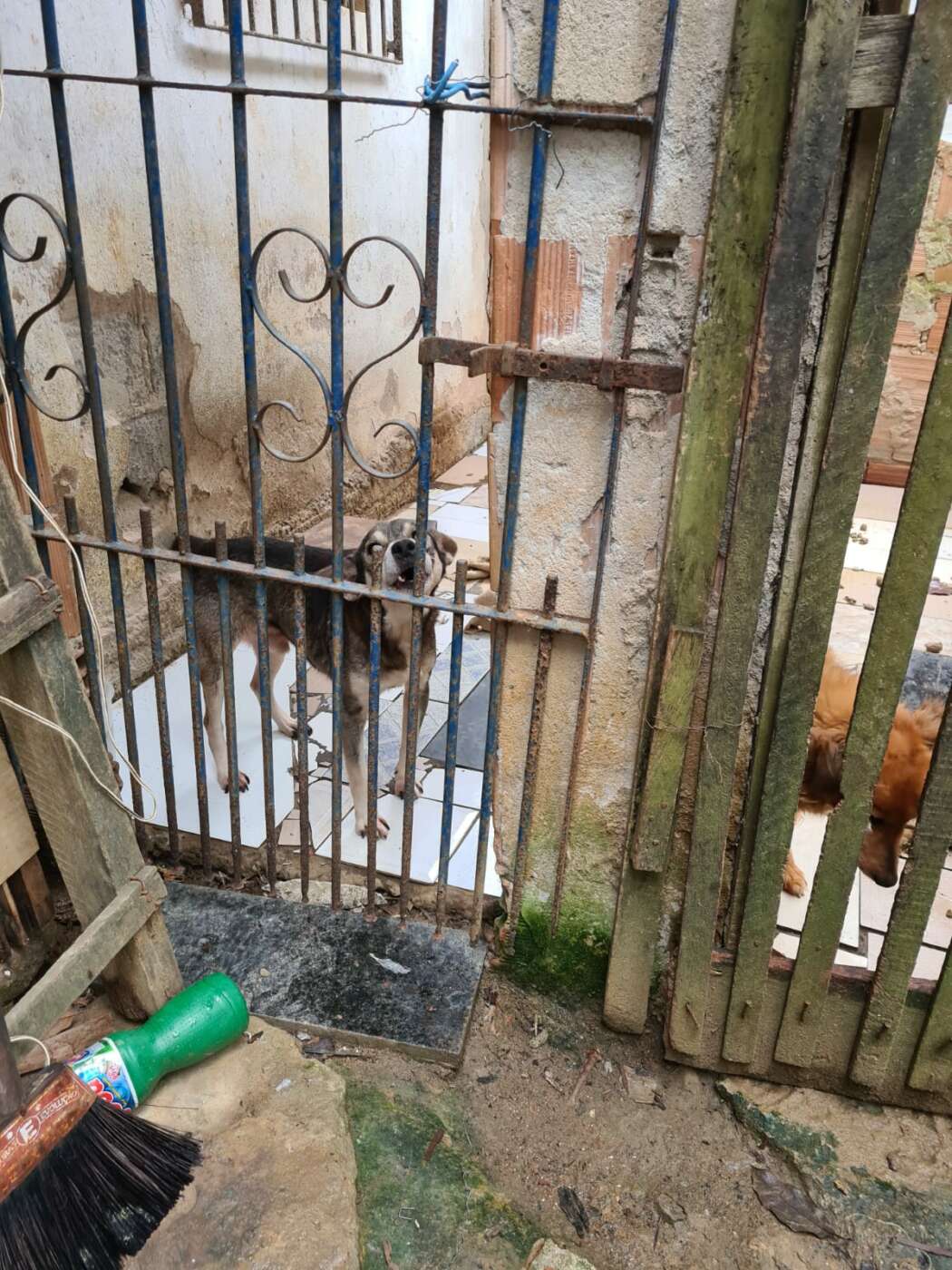 Projeto Ajuda Pet inicia campanha para apoiar dona de casa que abriga dezenas de animais em Guarapari