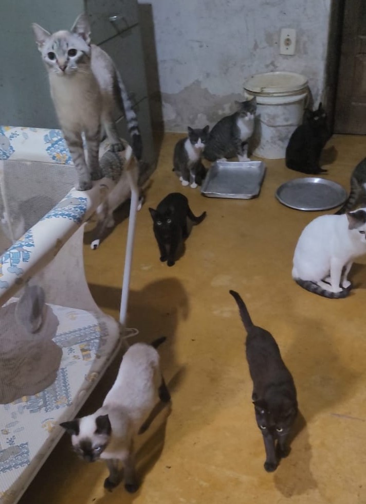 Projeto Ajuda Pet inicia campanha para apoiar dona de casa que abriga dezenas de animais em Guarapari