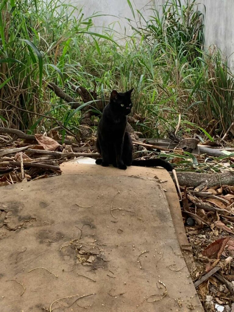Guarapari: moradores denunciam gatos com doença contagiosa e dificuldade de atendimento no CCZ