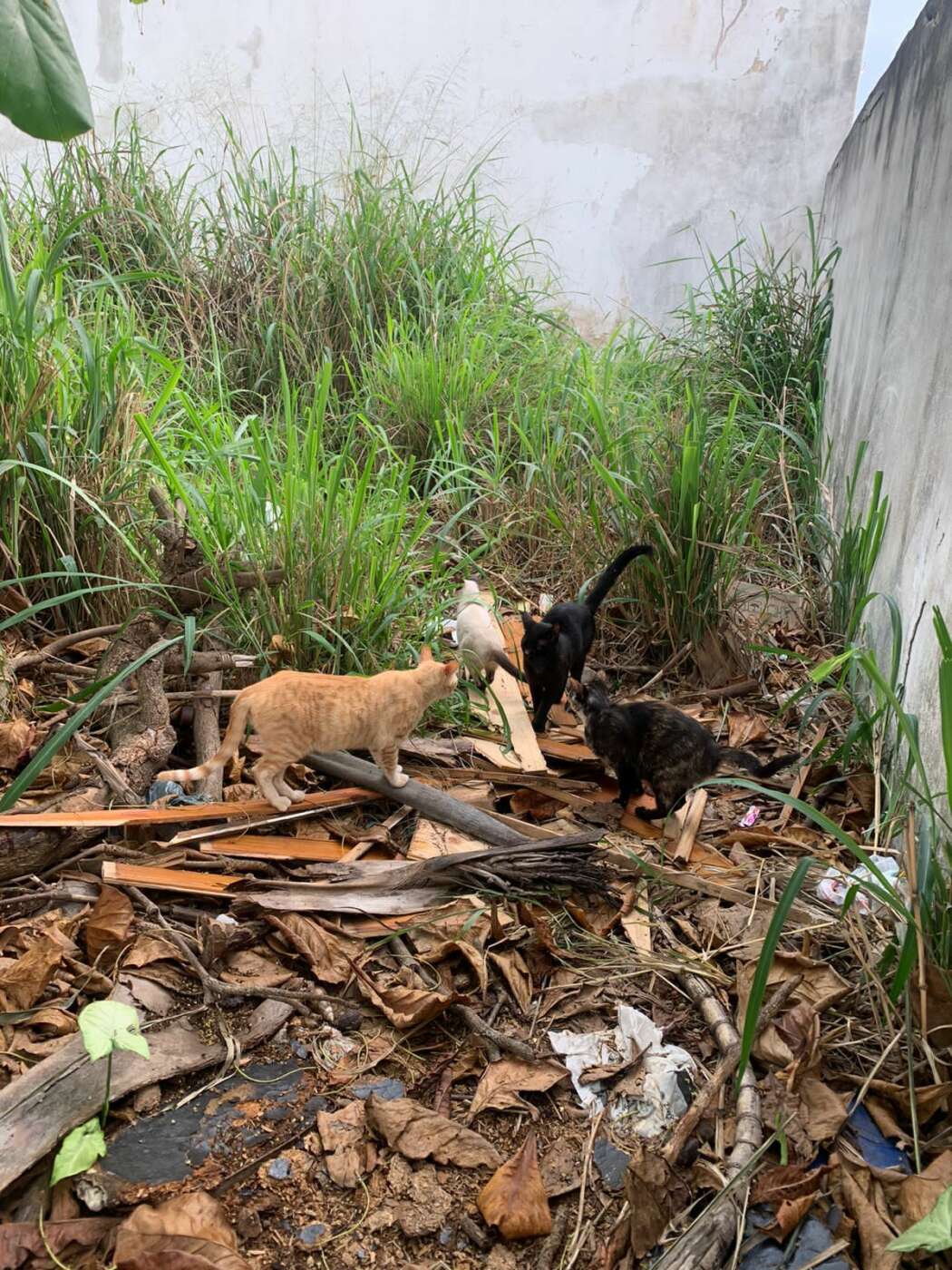 Guarapari: moradores denunciam gatos com doença contagiosa e dificuldade de atendimento no CCZ