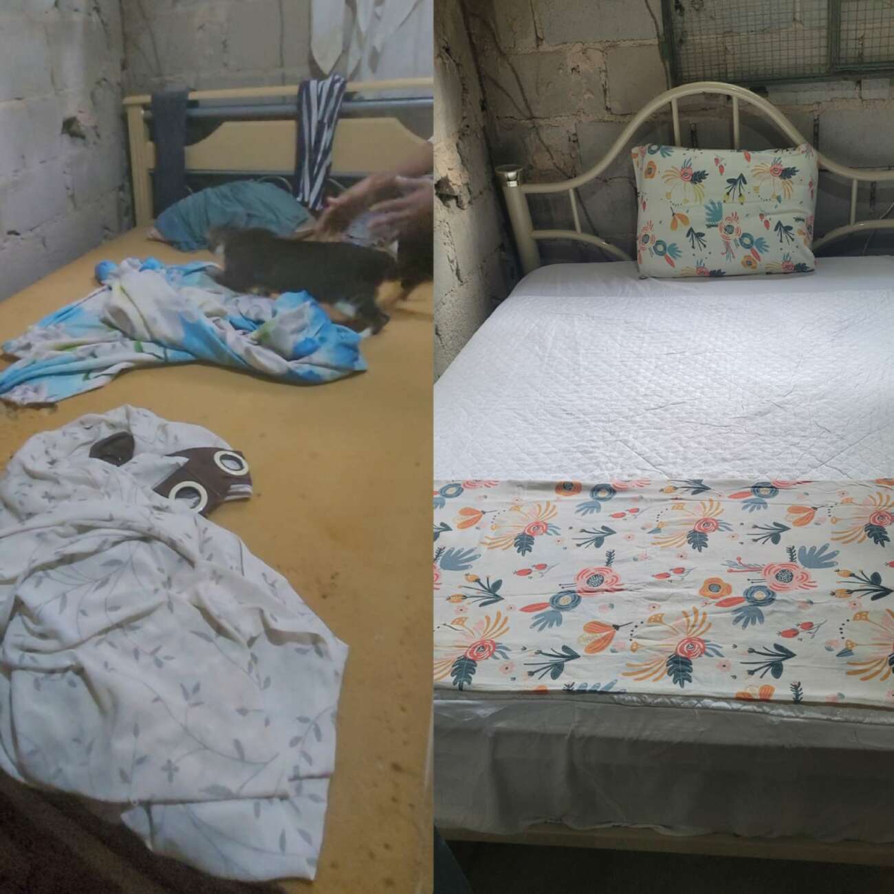 Projeto Ajuda Pet comemora doações para dona de casa que abriga dezenas de animais em Guarapari