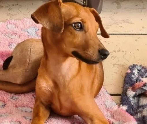 Guaratampinhas realiza bazar em prol da causa animal neste domingo (13) em Guarapari