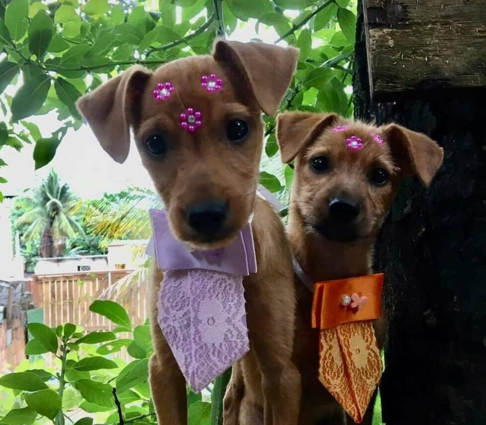 Nova campanha em Guarapari busca recursos para ajudar 35 animais abandonados