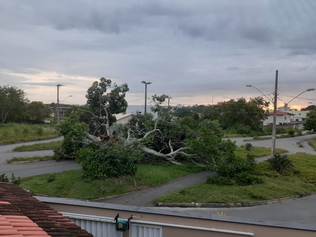 Guarapari: árvore cai em Meaípe, deixa via fechada e moradores sem luz e internet
