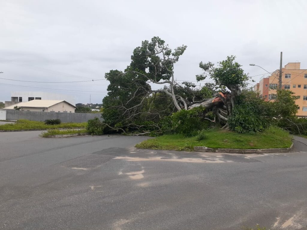 Guarapari: árvore cai em Meaípe, deixa via fechada e moradores sem luz e internet