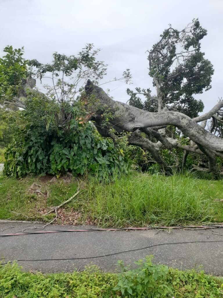 Guarapari: árvore cai em Meaípe, deixa via fechada e moradores sem luz e internet