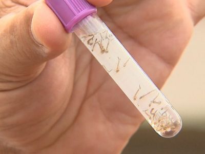 Guarapari registra aumento nos casos de dengue