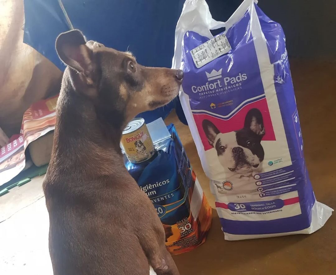 Moradoras de Guarapari criam novo projeto para ajudar animais em situação de rua