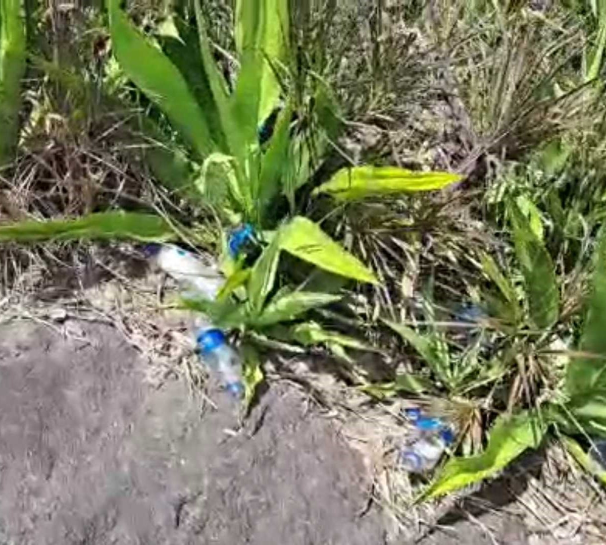Vídeo mostra descarte inapropriado de lixo no Morro da Pescaria, em Guarapari