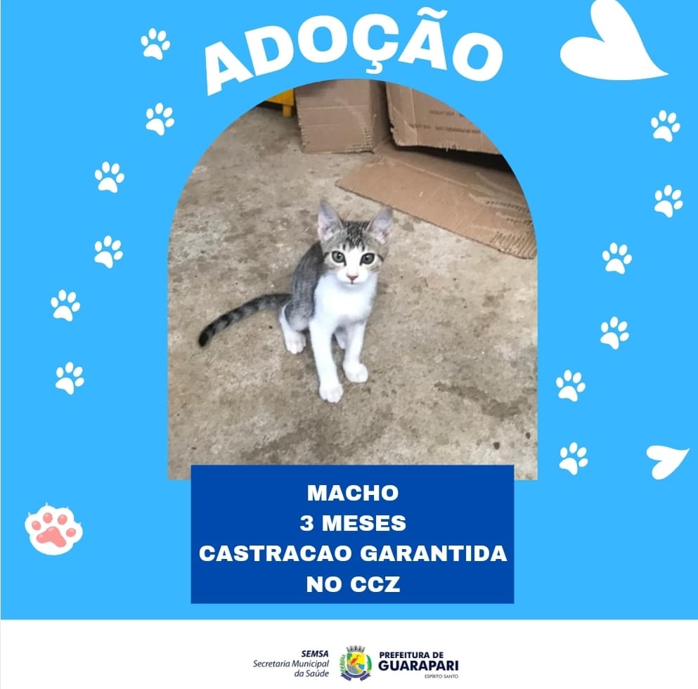 Cães e gatos castrados estão disponíveis para adoção em Guarapari 