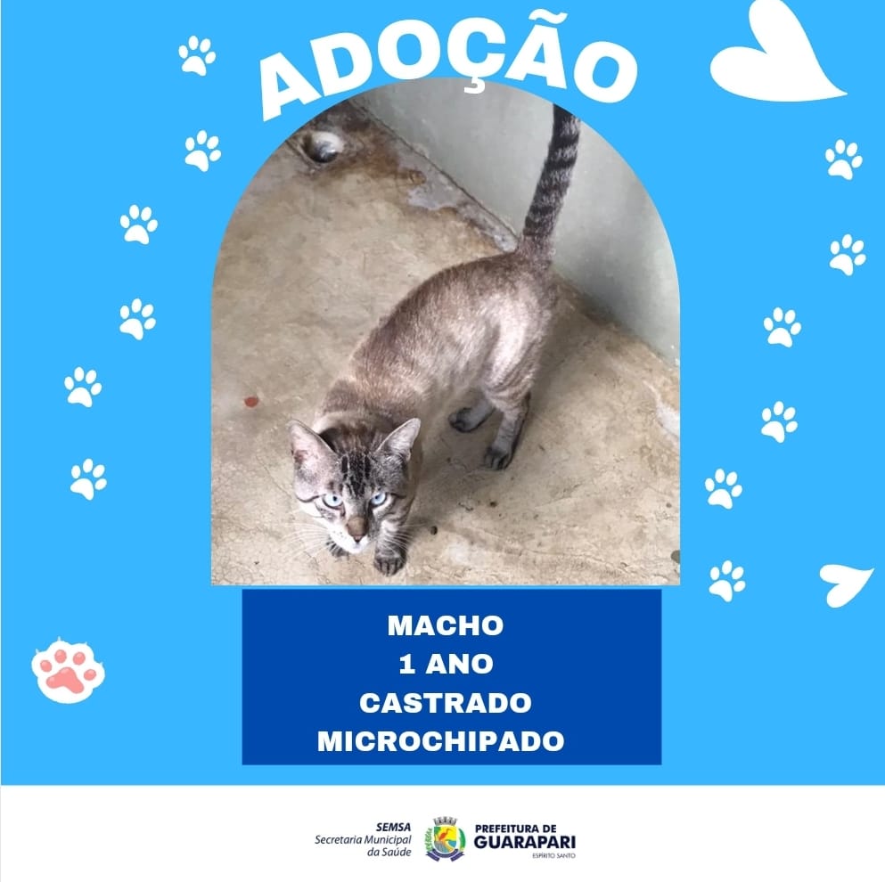 Cães e gatos castrados estão disponíveis para adoção em Guarapari 