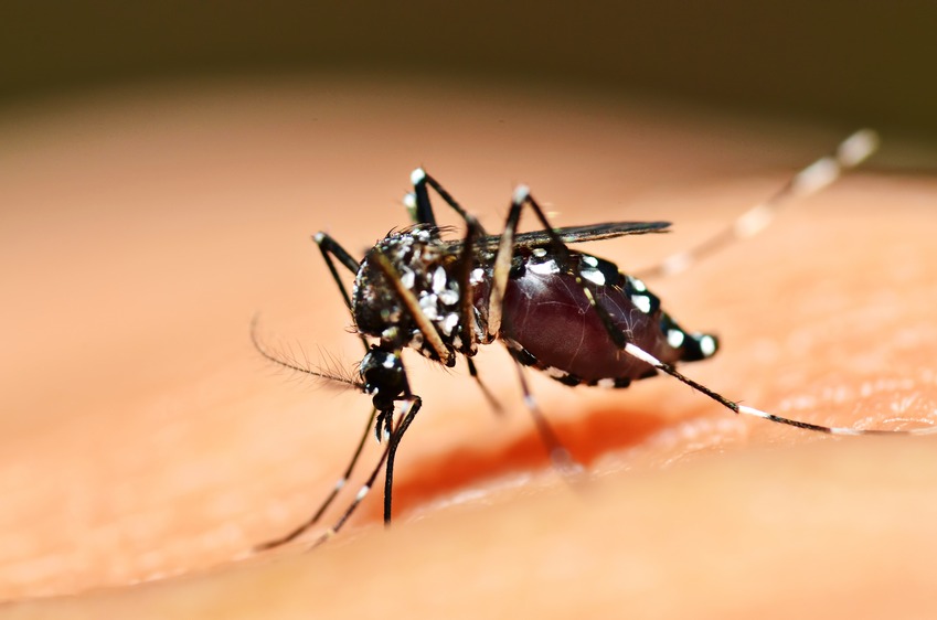 Anchieta já teve 940 notificações de dengue este ano
