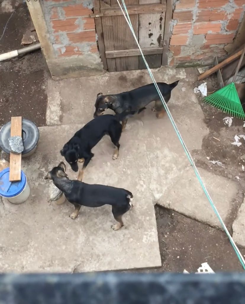 Rifa arrecada valores para alimentar cachorros resgatados em Guarapari