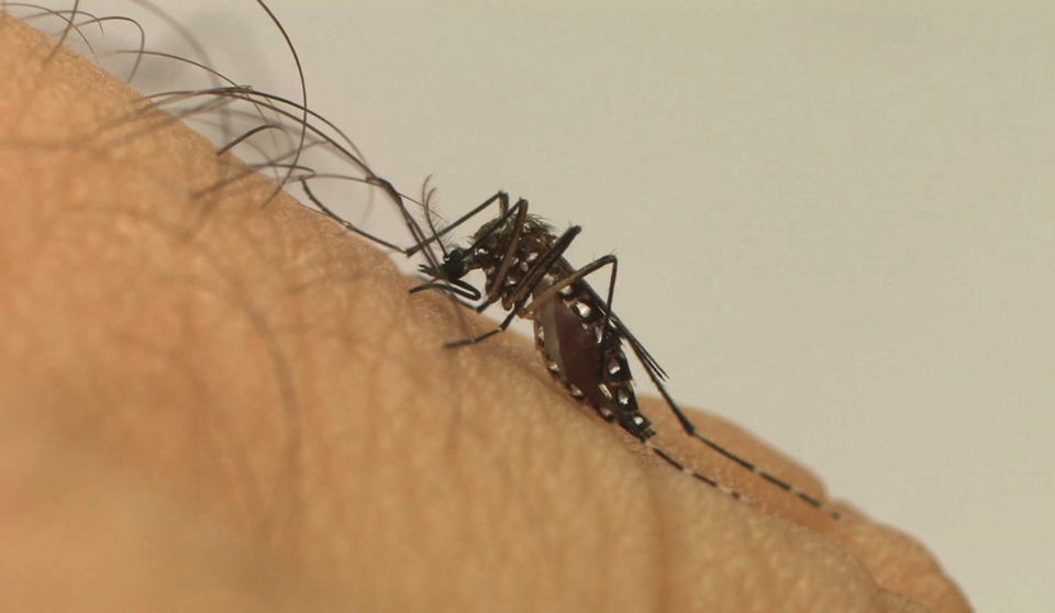Mais da metade dos óbitos por dengue no Espírito Santo são de pessoas com comorbidades