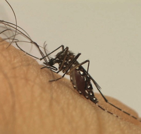 Mais da metade dos óbitos por dengue no Espírito Santo são de pessoas com comorbidades