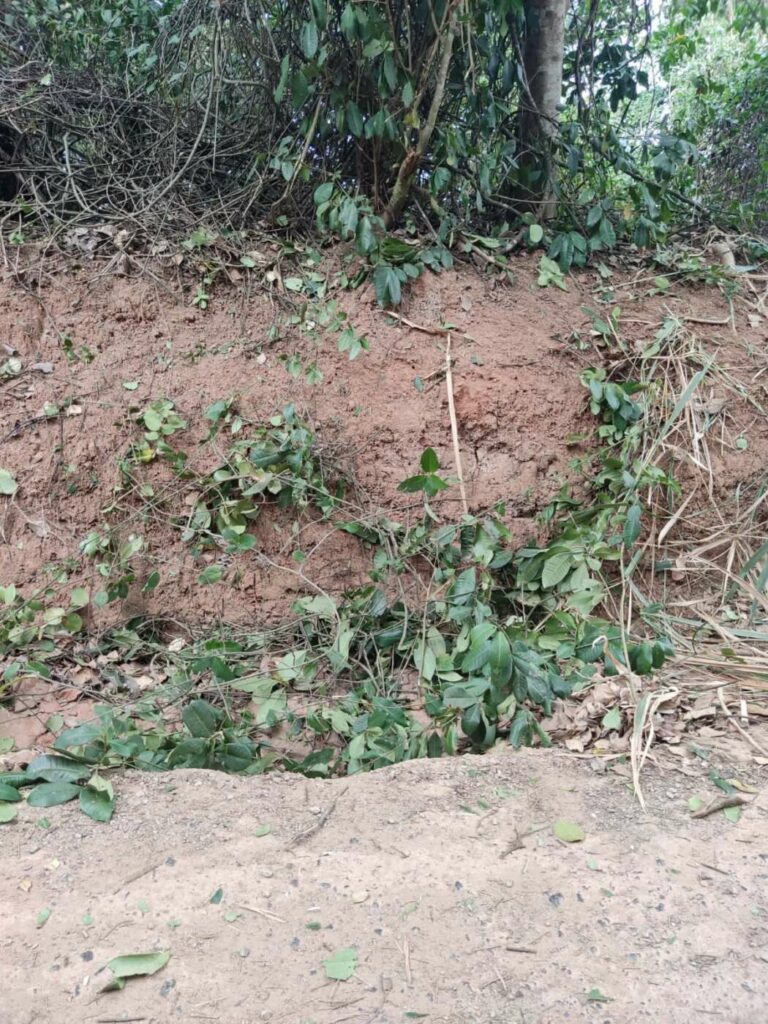 Corte em vegetação nativa revolta moradores de Guaibura, em Guarapari